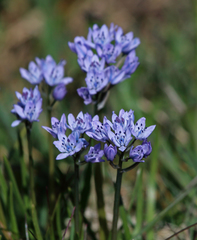 Scilla verna