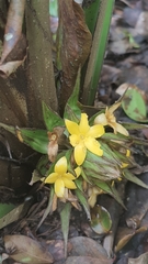 Molineria capitulata