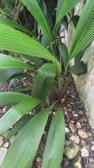 Molineria capitulata