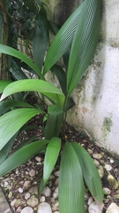 Molineria capitulata