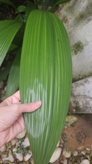 Molineria capitulata