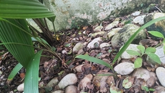 Molineria capitulata