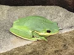 Hyla cinerea