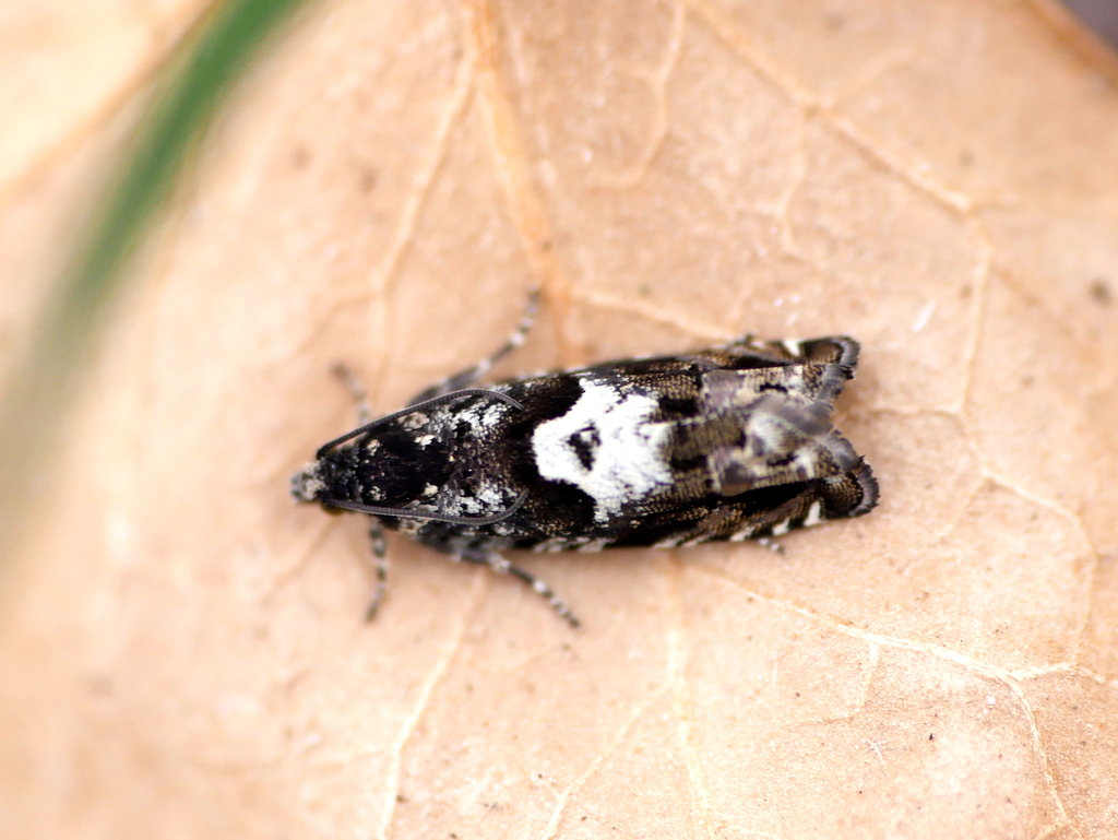 Black-bordered Piercer