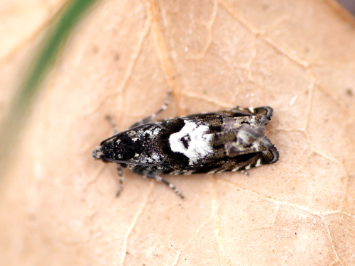 Black-bordered Piercer
