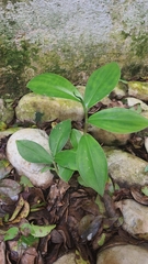 Costus spiralis spiralis