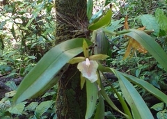 Aspasia principissa