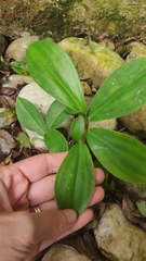 Costus spiralis spiralis