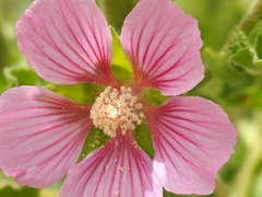 Malva lusitanica