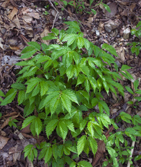 Elatostema involucratum