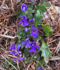 Ajuga makinoi