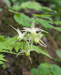 Epimedium koreanum