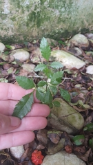 Schinus terebinthifolia terebinthifolia