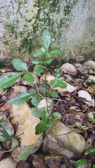 Schinus terebinthifolia terebinthifolia