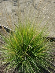 Cenchrus setaceus