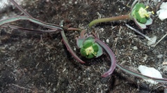 Euphorbia silenifolia