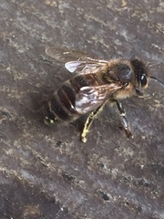 Apis mellifera