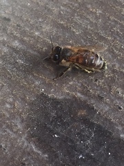 Apis mellifera