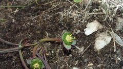 Euphorbia silenifolia
