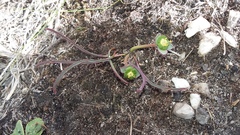 Euphorbia silenifolia