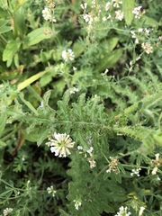 Carduus hamulosus