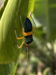 Paryphes