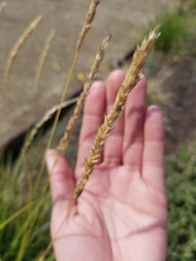 Cenchrus setaceus