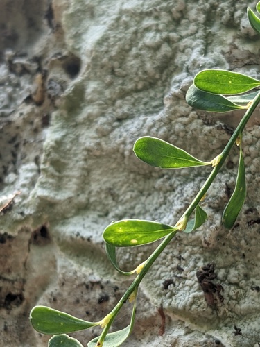 Glossopetalon texense (Ensign) H. St. John