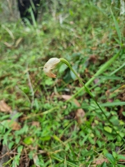 Pterostylis hispidula