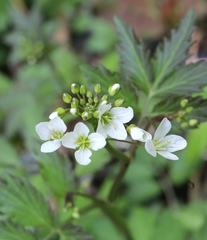 Cardamine appendiculata
