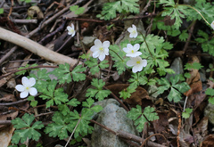 Anemonastrum flaccidum
