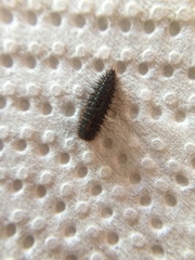 Dermestes