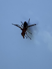 Tritoxa