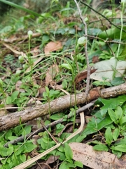 Pterostylis hispidula