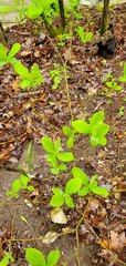 Dirca decipiens