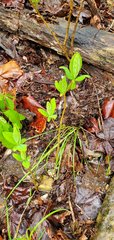 Dirca decipiens