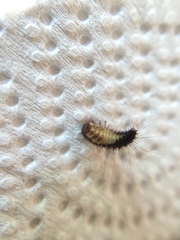 Dermestes