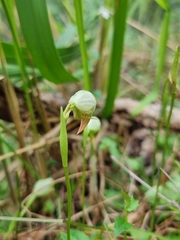 Pterostylis hispidula