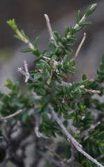 Pteronia viscosa