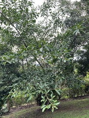 Ficus yoponensis