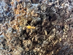 Lasius aphidicola
