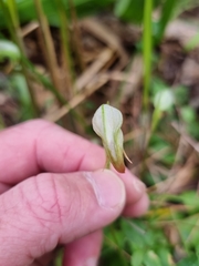 Pterostylis hispidula