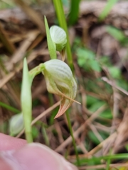 Pterostylis hispidula