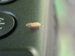 Trichopsocus