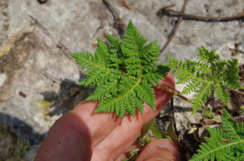 Image of Cheilanthes leucopoda by (c) Eric Knight, some rights reserved (CC BY)