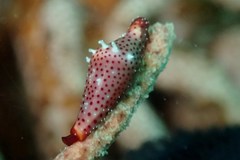 Crenavolva leopardus