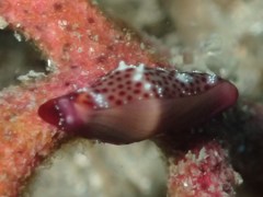 Crenavolva leopardus