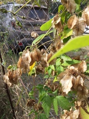 Urvillea