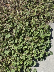 Malva