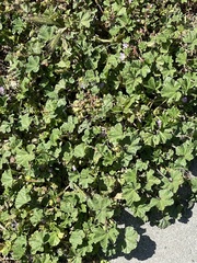 Malva